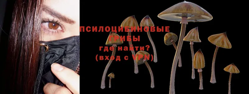 Галлюциногенные грибы Psilocybine cubensis  Верхний Тагил 